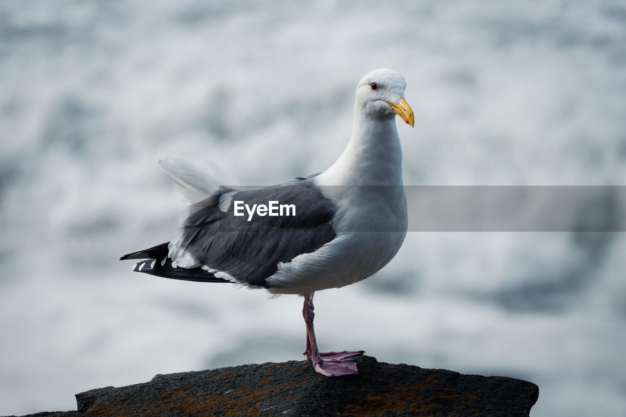 bird, animal themes, animal, animal wildlife, wildlife, gull, one animal, european herring gull, seabird, seagull, beak, nature, great black-backed gull, full length, no people, perching, water, sea, day, focus on foreground, outdoors, side view, animal body part, beauty in nature