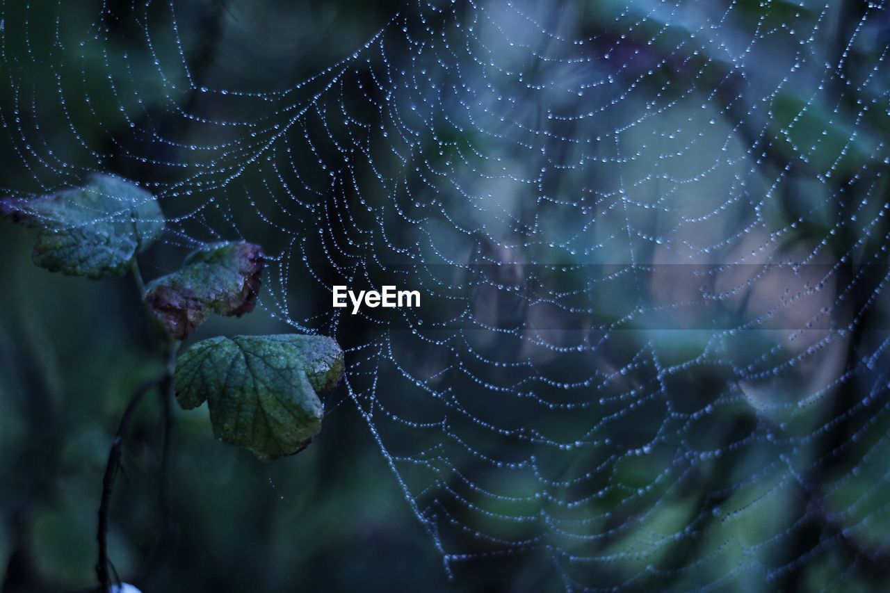 Close-up of water drops on spider web