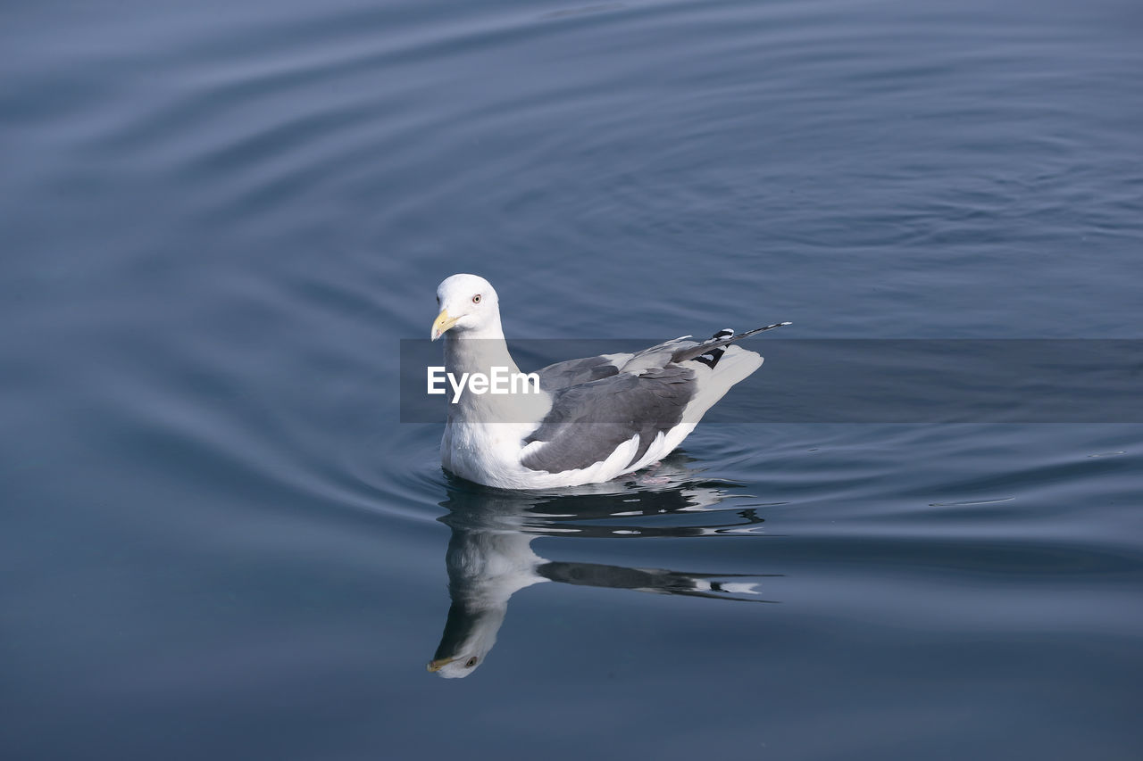 BIRD SWIMMING IN LAKE