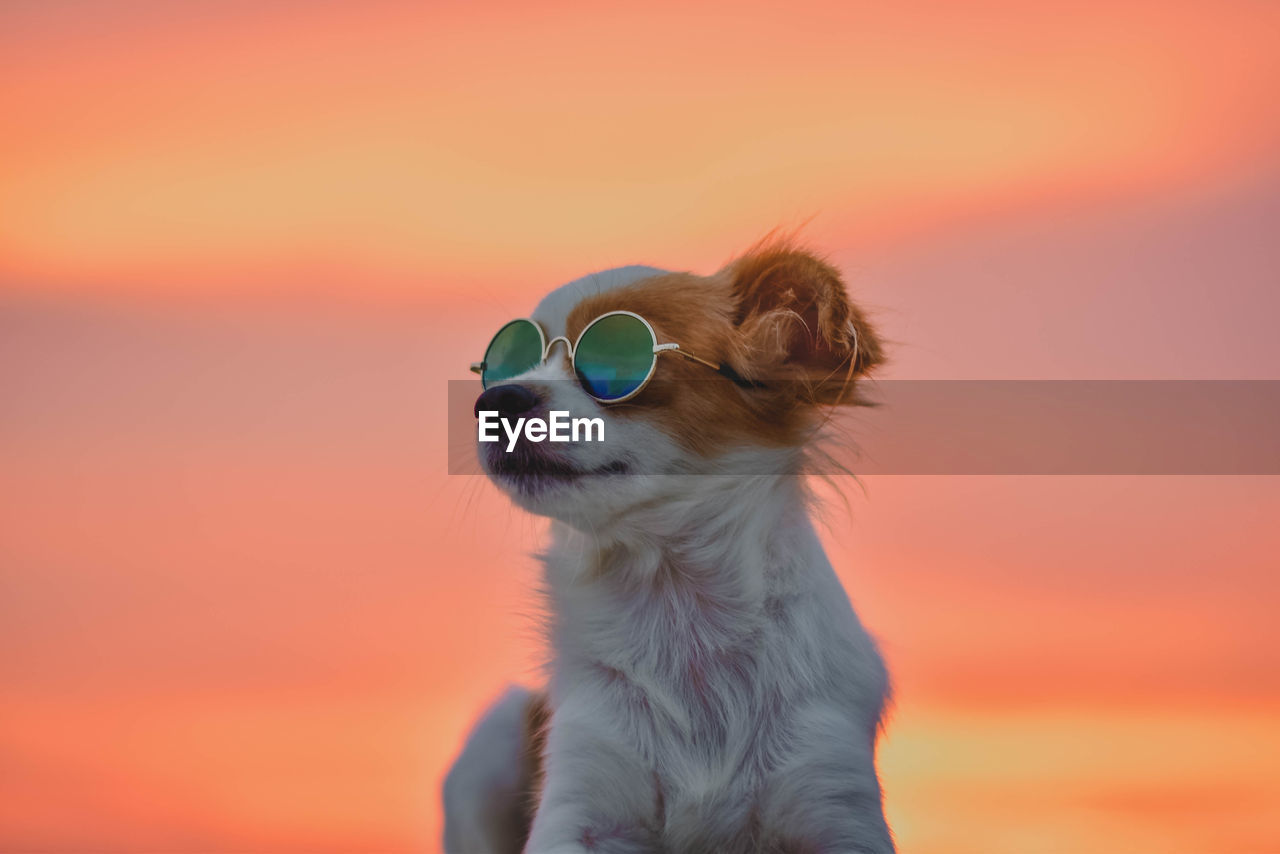 Close-up of dog wearing sunglasses against sky during sunset