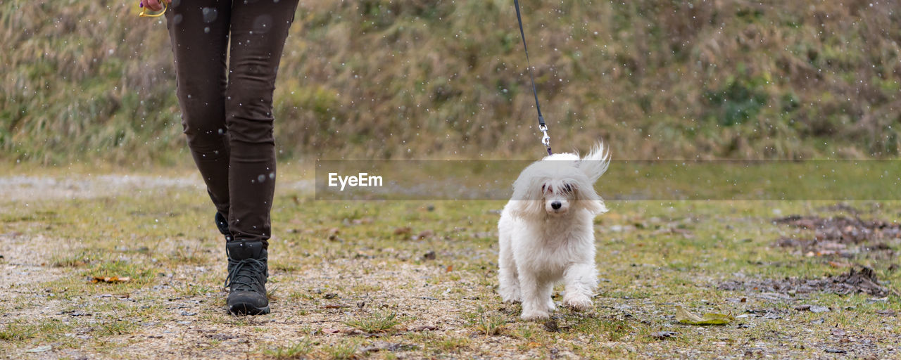 LOW SECTION OF PERSON STANDING WITH DOG ON LAND