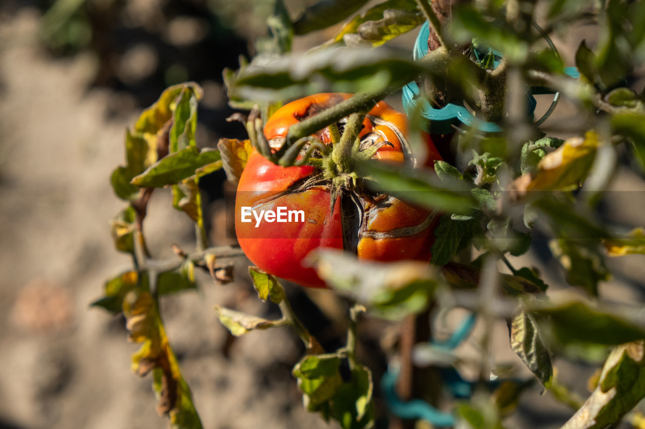 CLOSE-UP OF FRESH TOMATOES