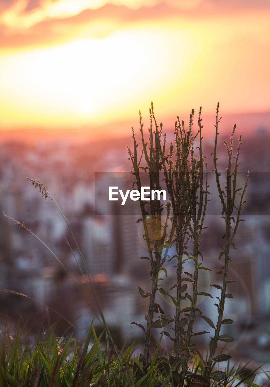 Close-up of plant on field against sky during sunset