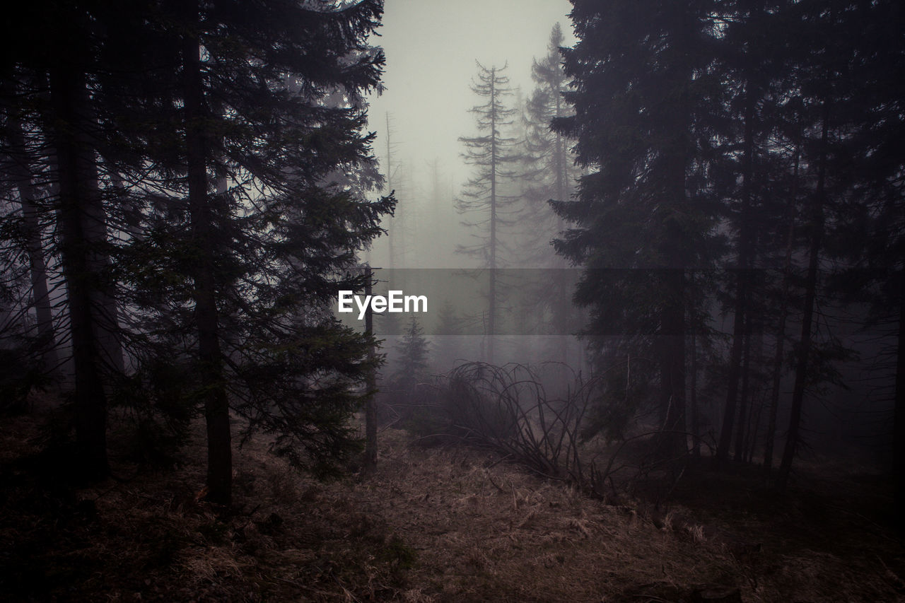 Trees in mystical forest against sky