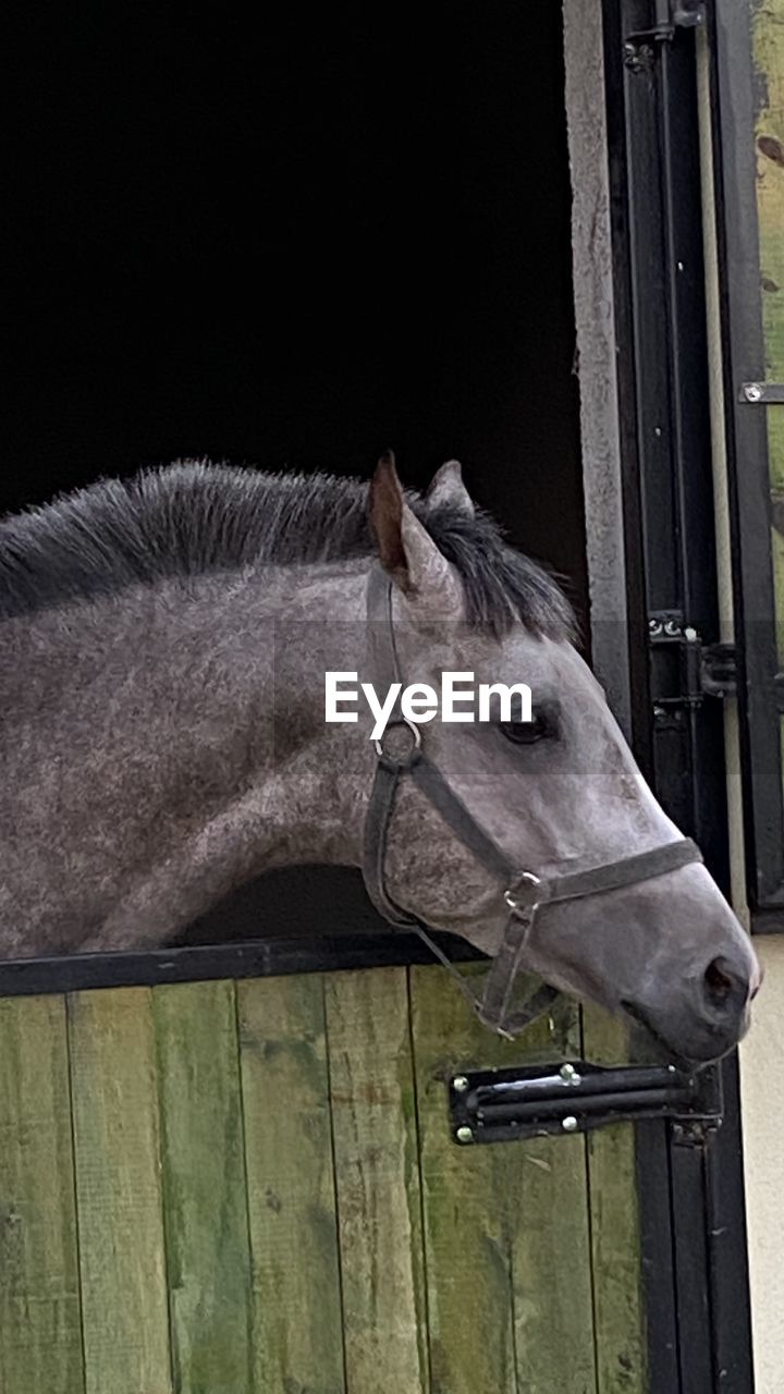 CLOSE-UP OF A HORSE IN PEN