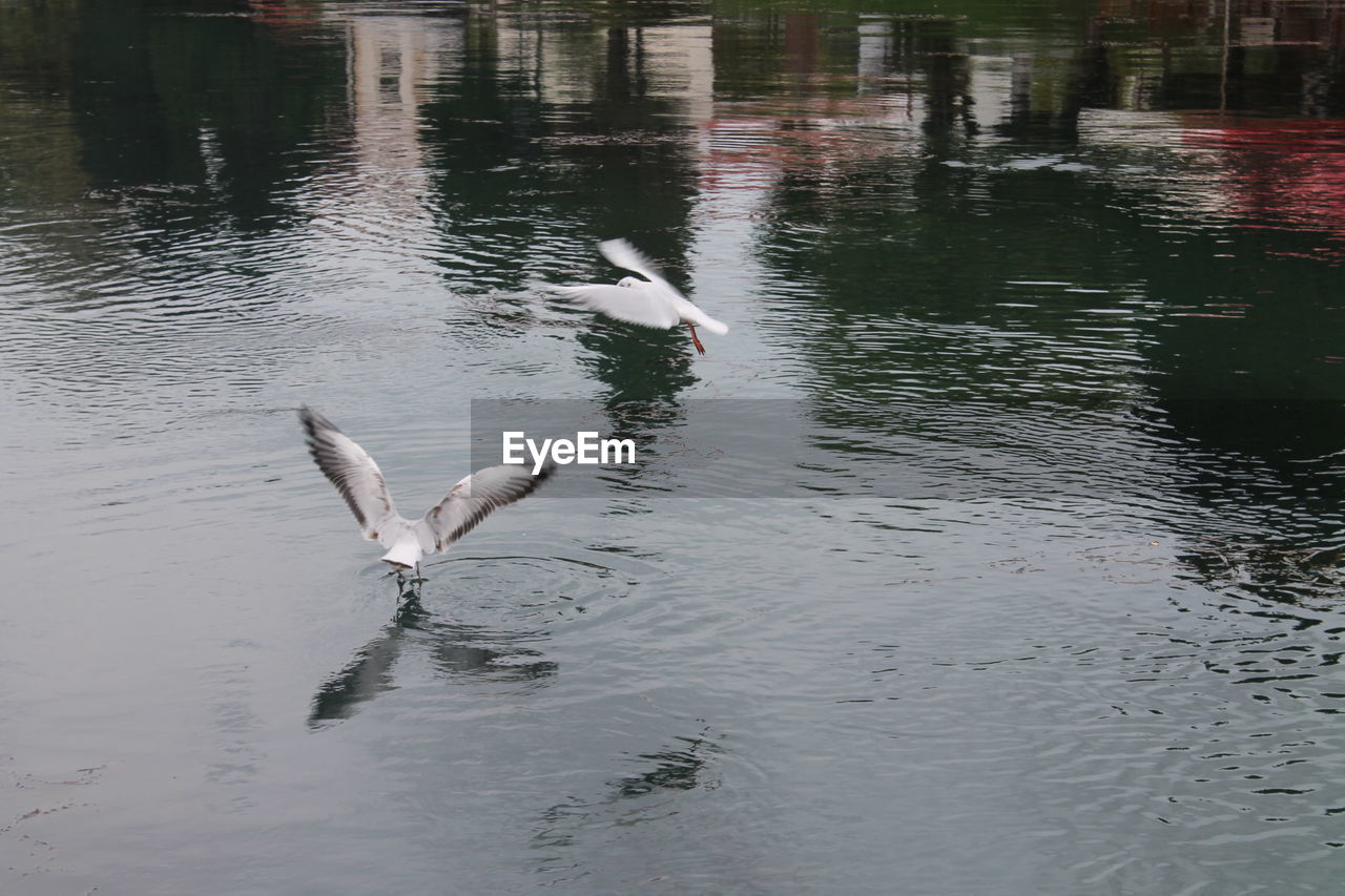 REFLECTION OF BIRDS IN WATER