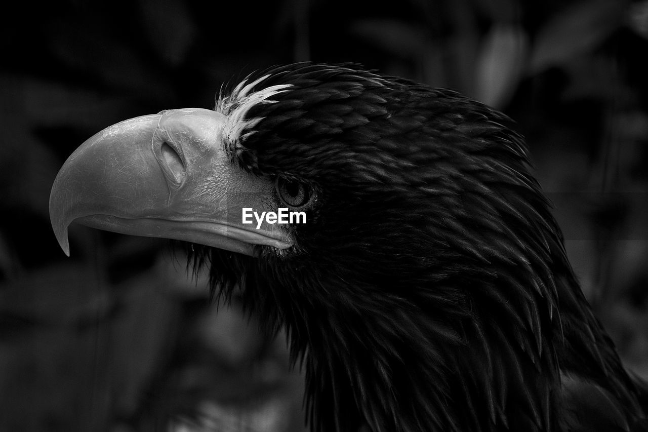 CLOSE-UP OF A EAGLE