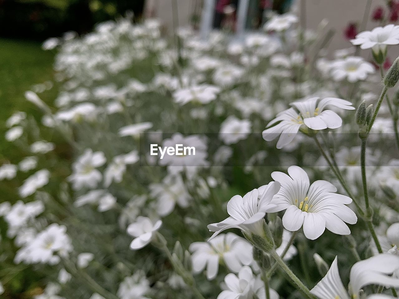 flower, flowering plant, plant, freshness, beauty in nature, white, fragility, nature, petal, close-up, growth, blossom, flower head, focus on foreground, no people, inflorescence, day, springtime, outdoors, selective focus, botany, daisy