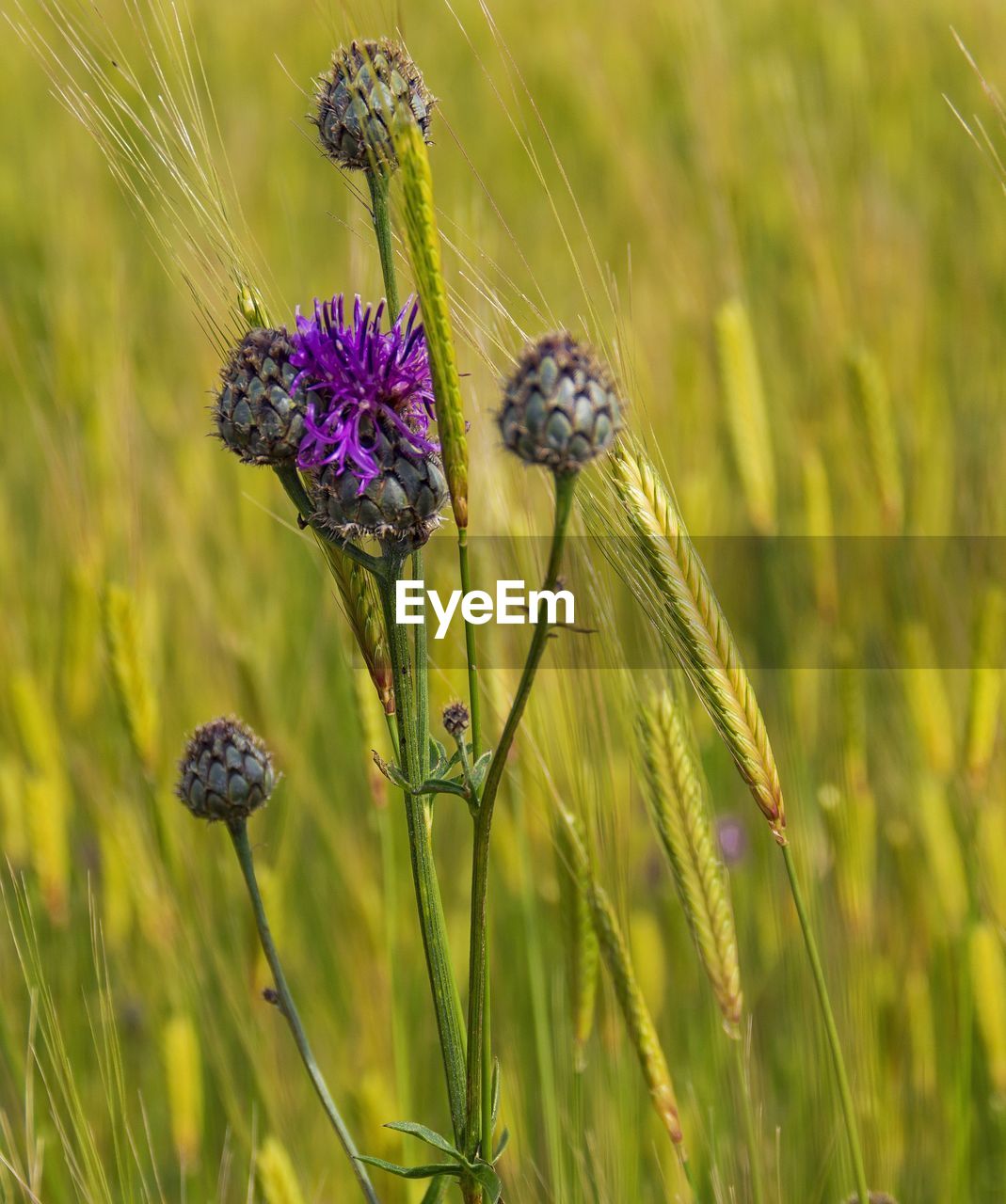 Close-up of thistle on purple flower in field