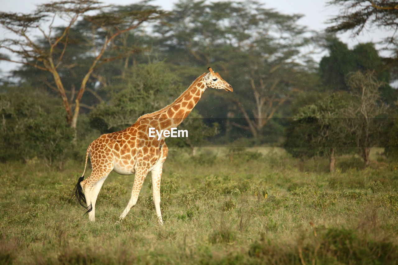 Giraffe standing on field