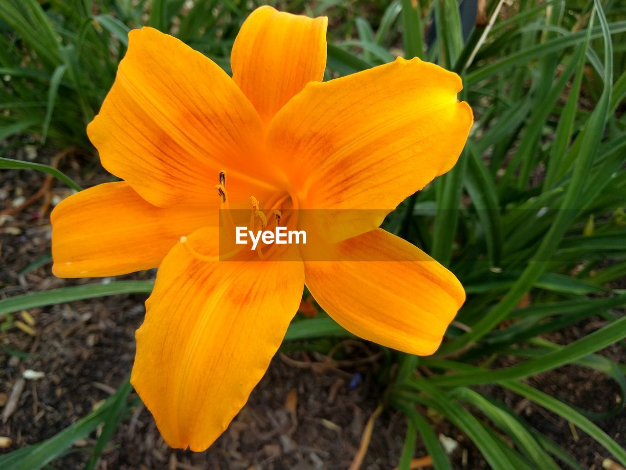 Close-up of yellow flower