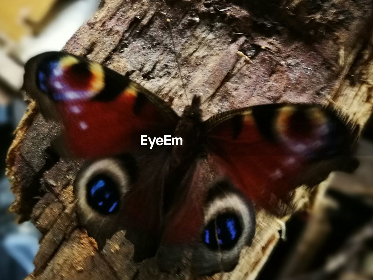 CLOSE-UP OF BUTTERFLY AGAINST BLURRED BACKGROUND