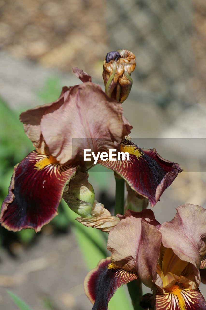 CLOSE-UP OF FLOWERS