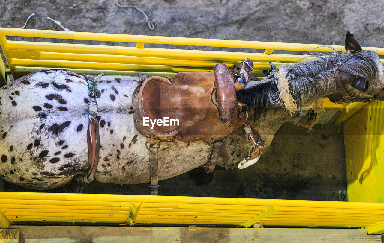 High angle view of horse in stable