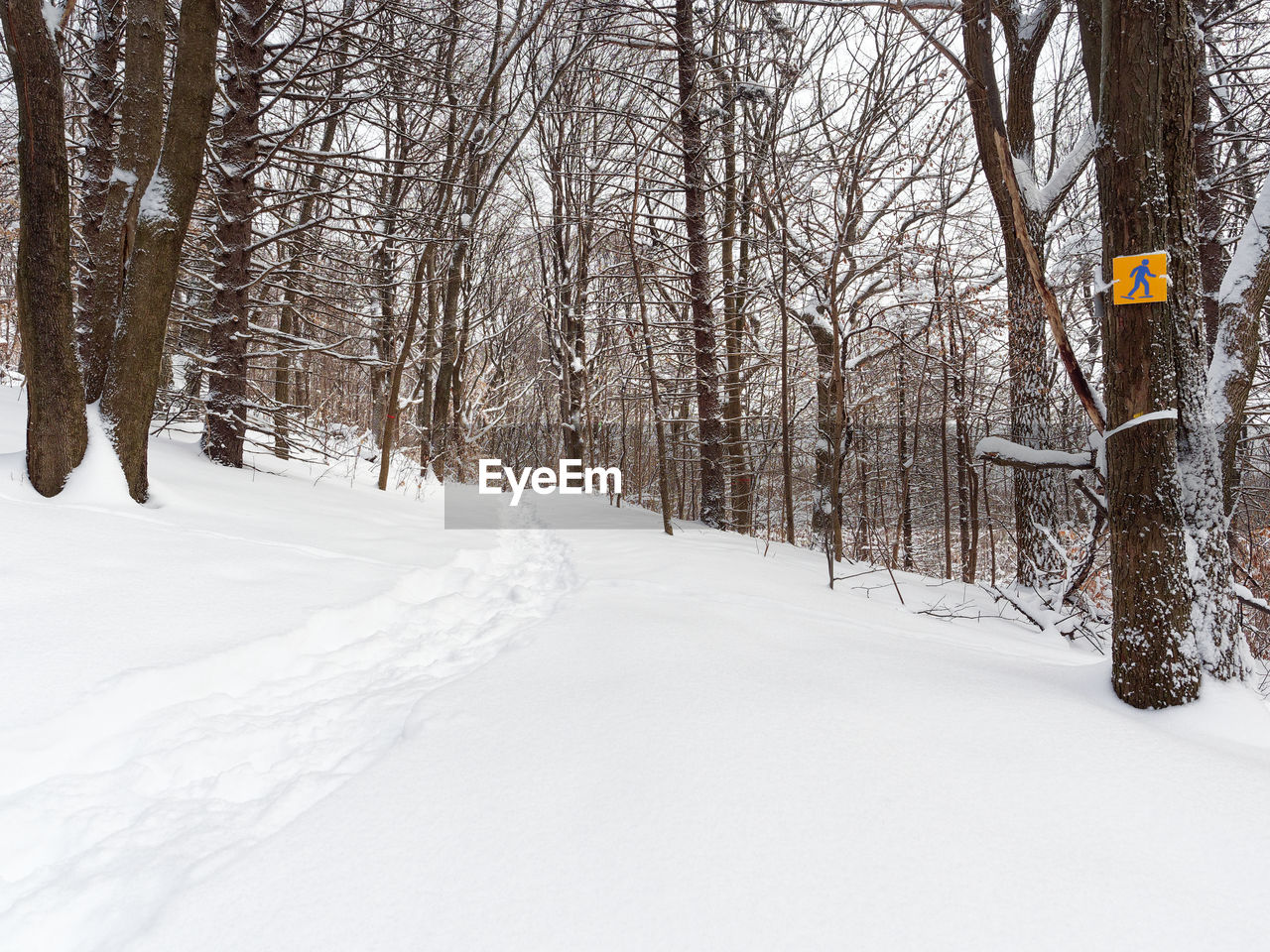 SNOW COVERED LAND AND BARE TREES ON FIELD