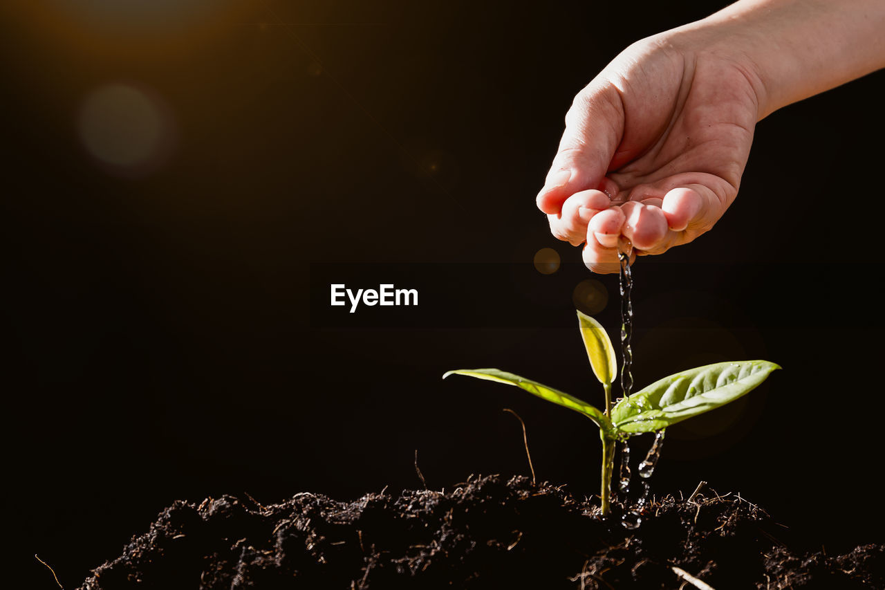 Cropped image of hand pouring water on seedling