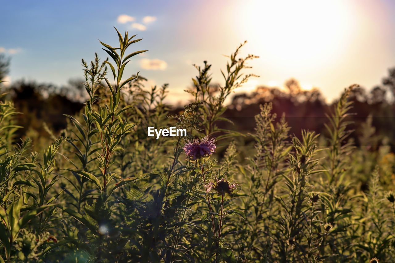 Close-up of flowering plants on field against sky