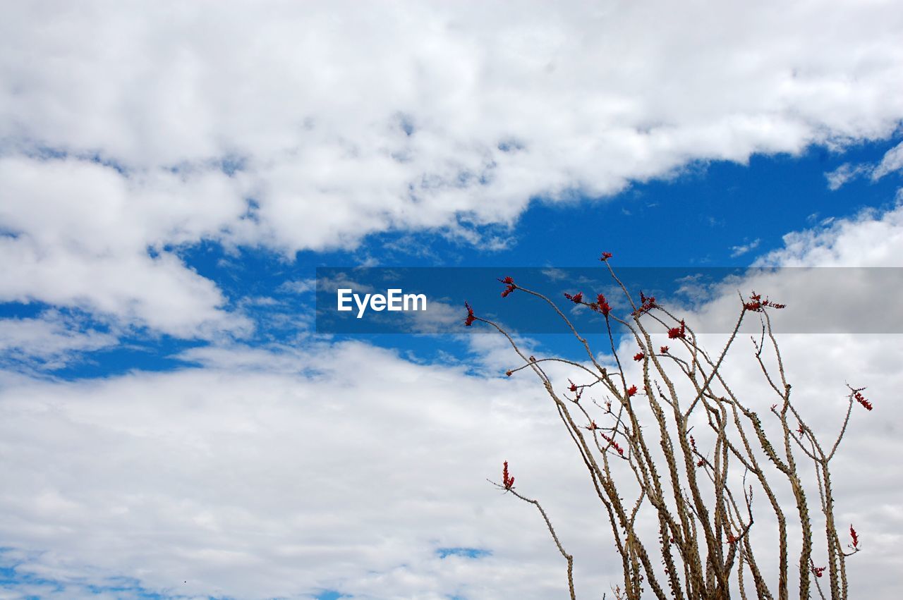 FLOWERS GROWING AGAINST SKY