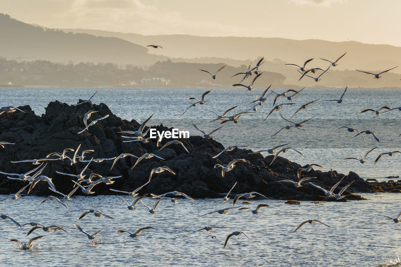 SEAGULLS FLYING OVER SEA DURING SUNSET