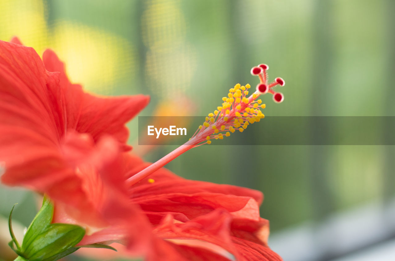 Close-up of red hibiscus flower