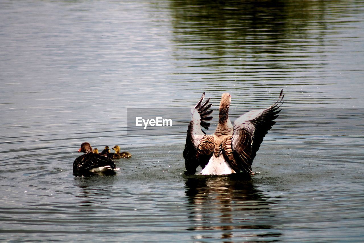 VIEW OF BIRDS IN WATER