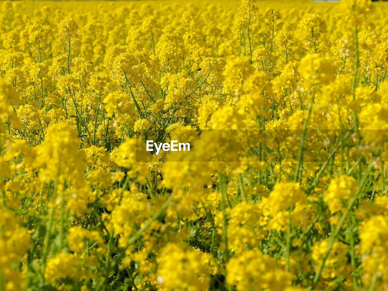 Yellow flowers on field