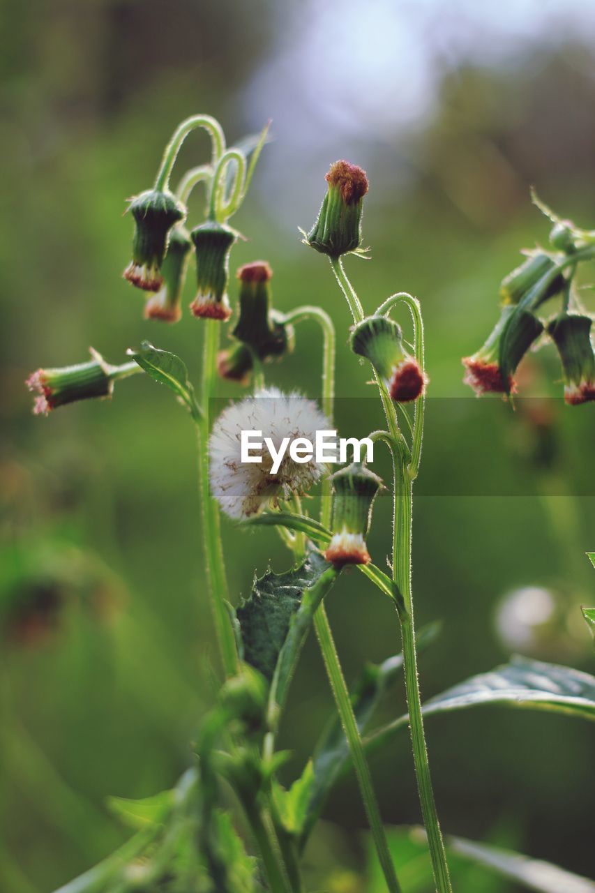 Close-up of flowering plant