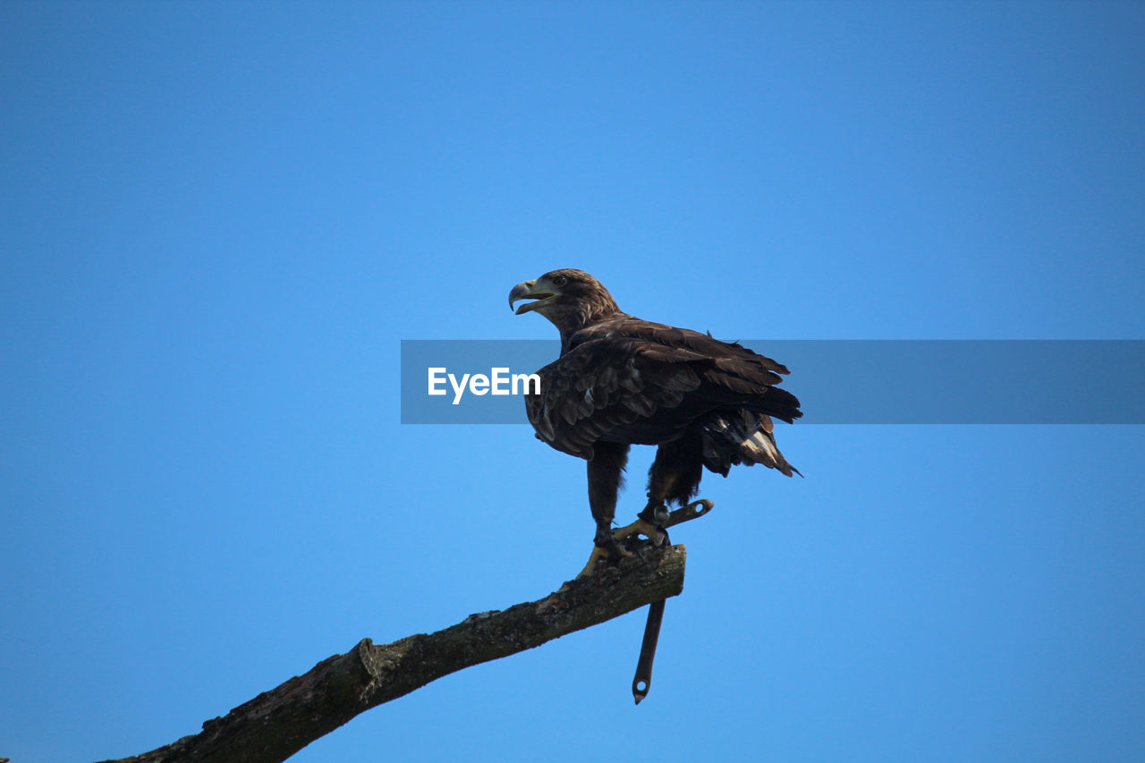 Low angle view of eagle perching on branch against sky