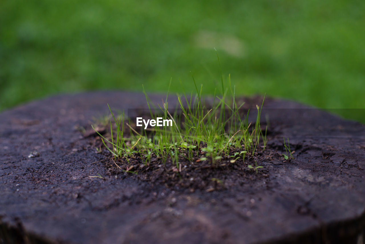 CLOSE-UP OF GRASS GROWING ON LAND