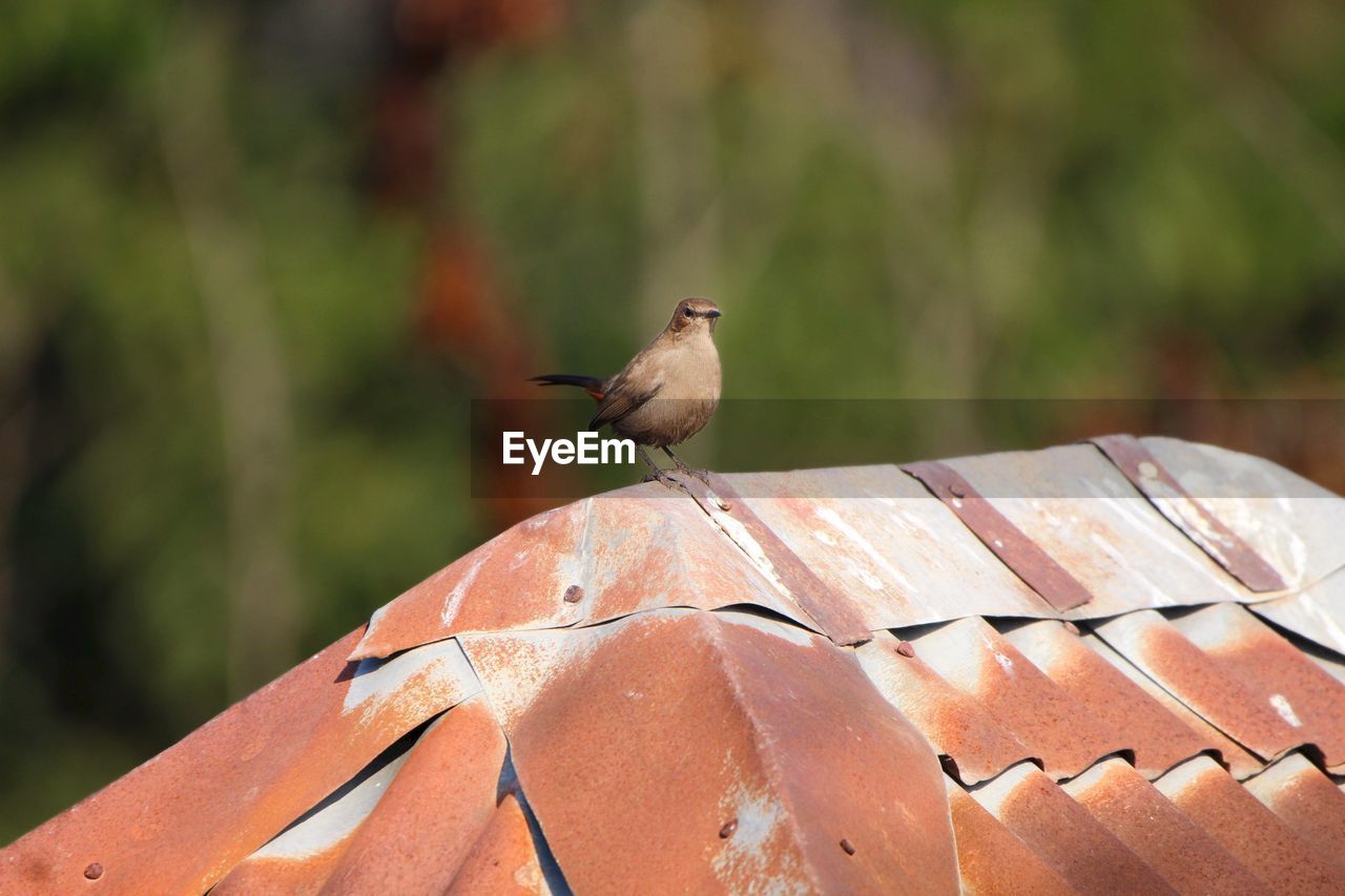 Close-up of bird perching on feeder