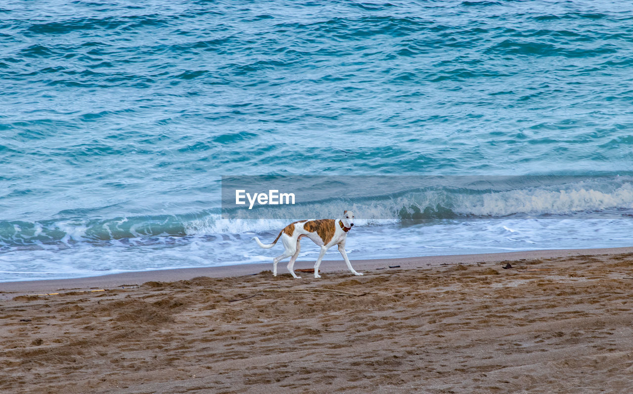 View of dog on beach