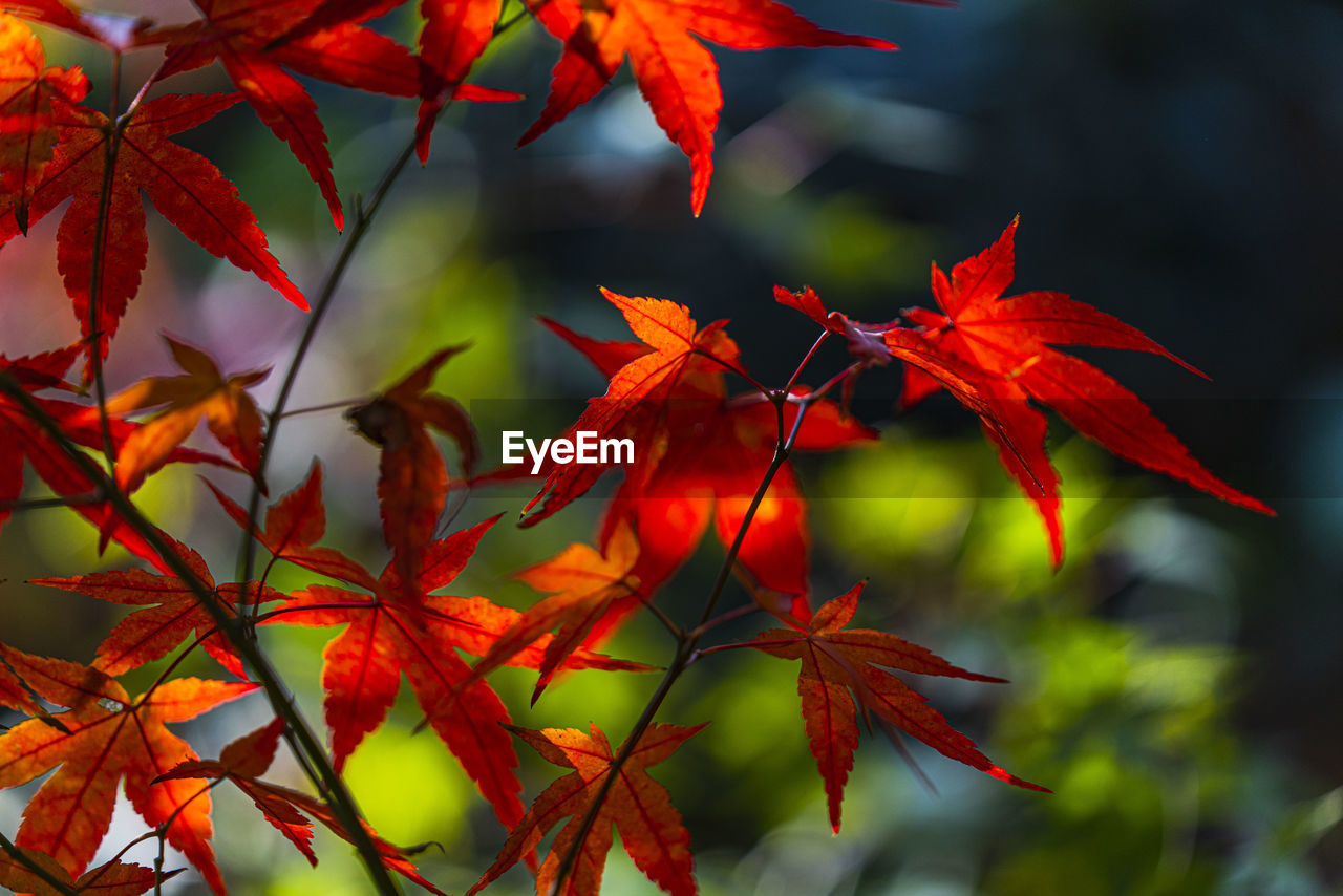 leaf, plant part, autumn, tree, nature, red, maple, maple tree, maple leaf, beauty in nature, plant, branch, no people, environment, orange color, outdoors, flower, land, sunlight, multi colored, close-up, tranquility, focus on foreground, forest, autumn collection, day, vibrant color, water, arts culture and entertainment, scenics - nature