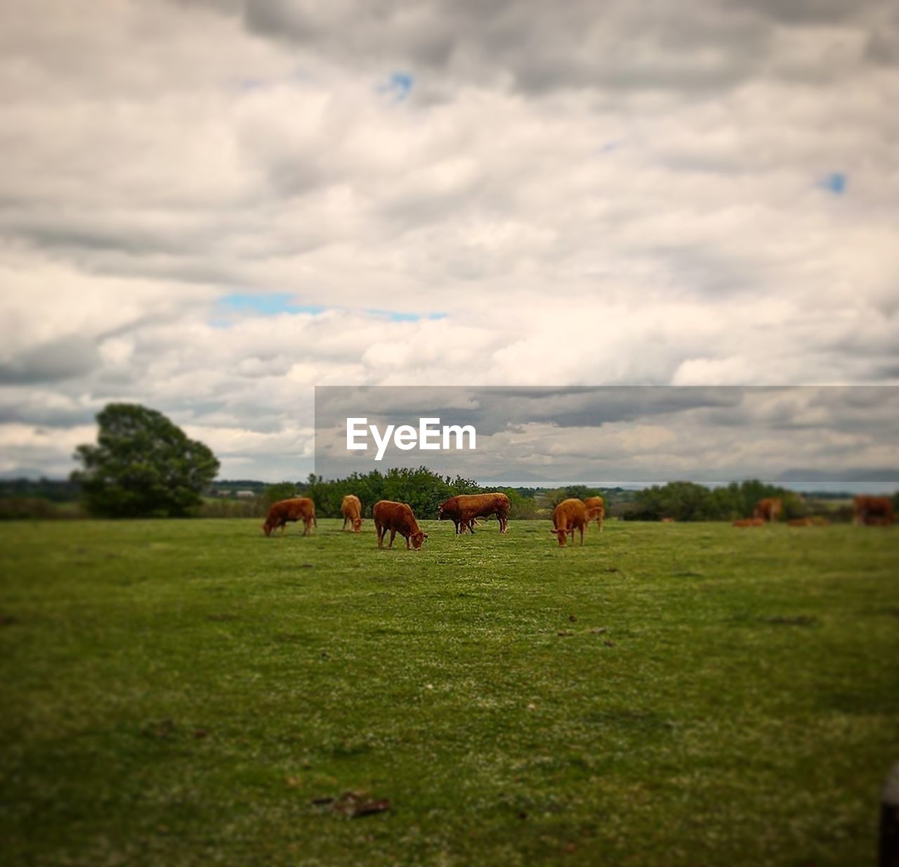 COWS GRAZING ON FIELD