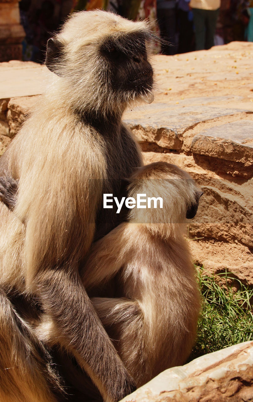 MONKEY IN ZOO