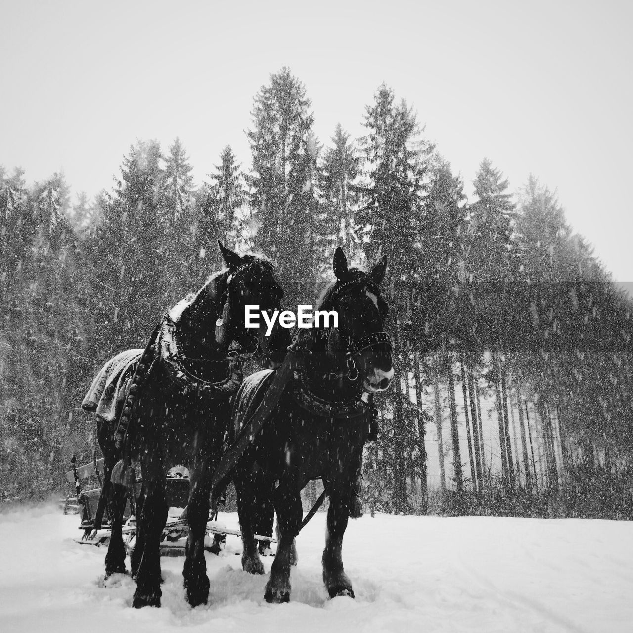 Horses on a snowy day