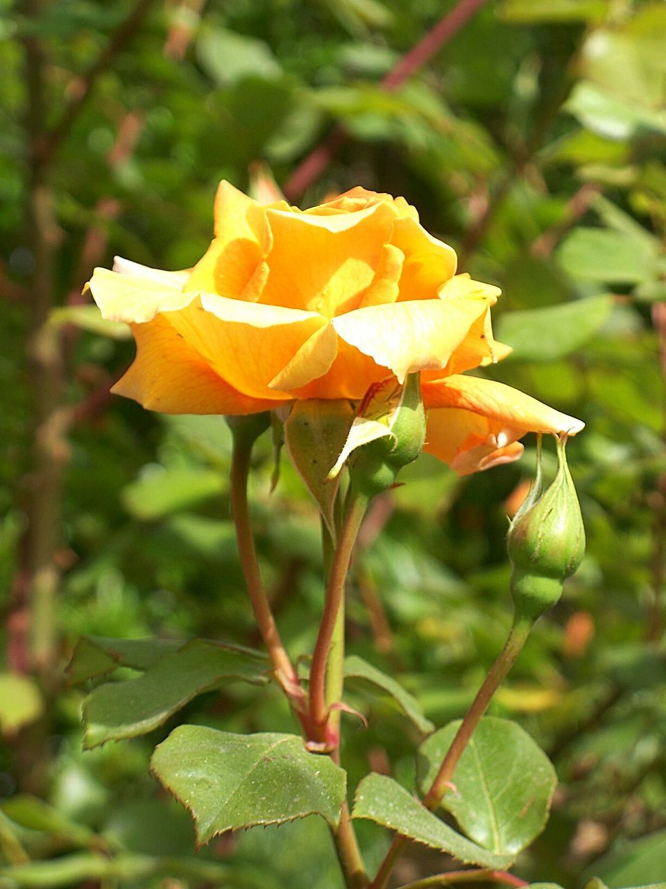 CLOSE-UP OF YELLOW FLOWER