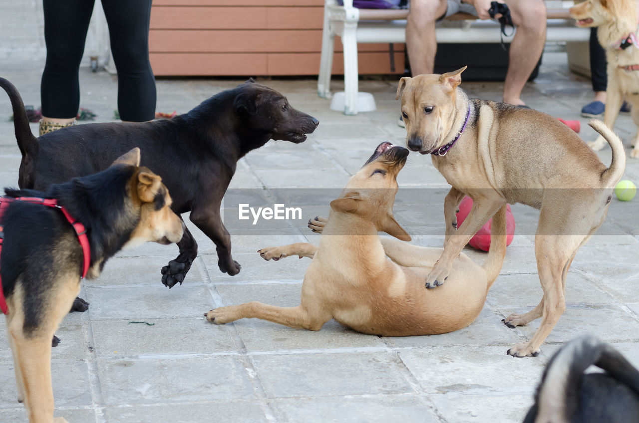 LOW SECTION OF DOG STANDING BY PEOPLE