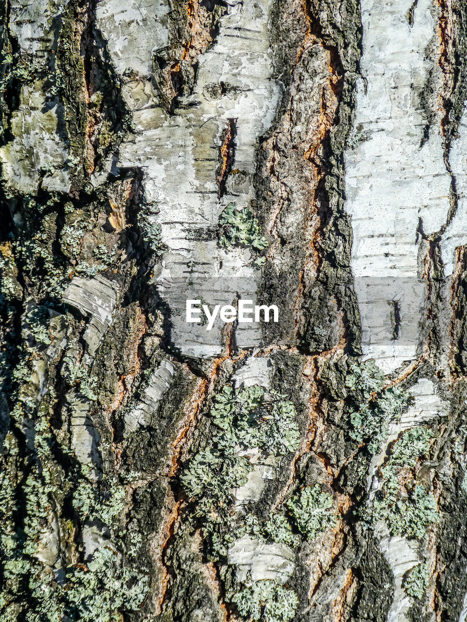 FULL FRAME SHOT OF DEAD TREE