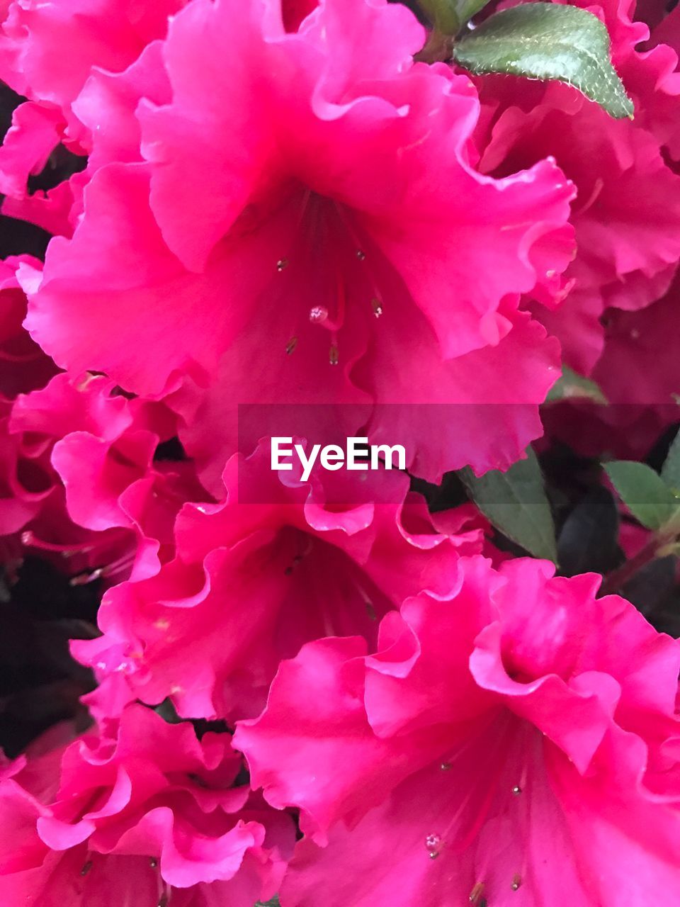 FULL FRAME SHOT OF PINK ROSES