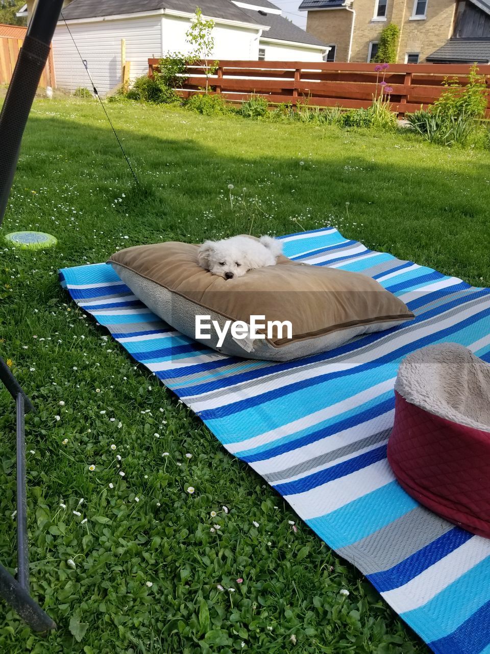 VIEW OF A DOG RESTING ON GRASS