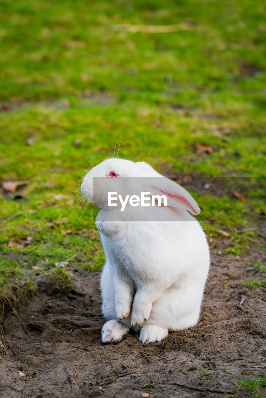 White rabbit sitting on field