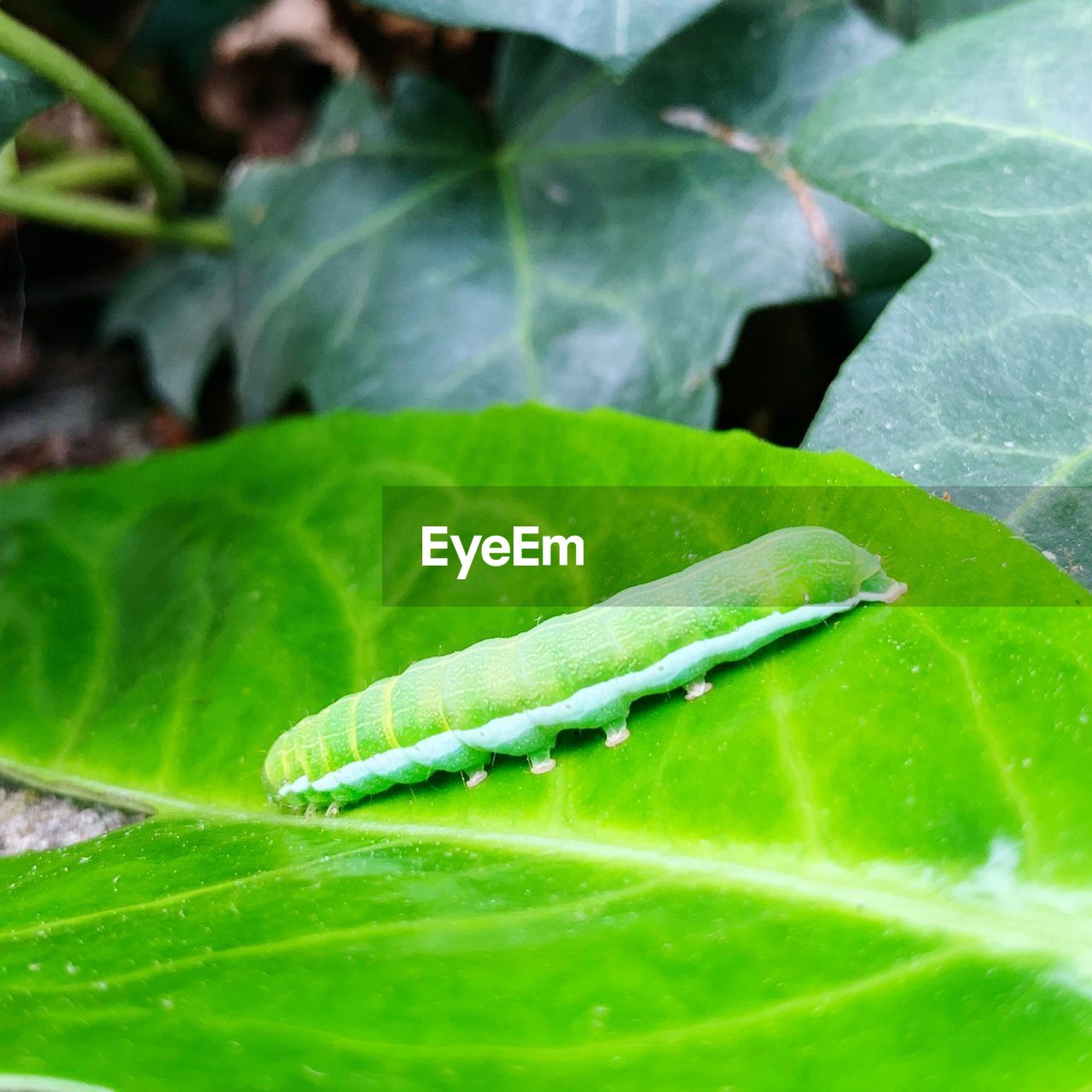 CLOSE-UP OF INSECT ON GREEN LEAVES