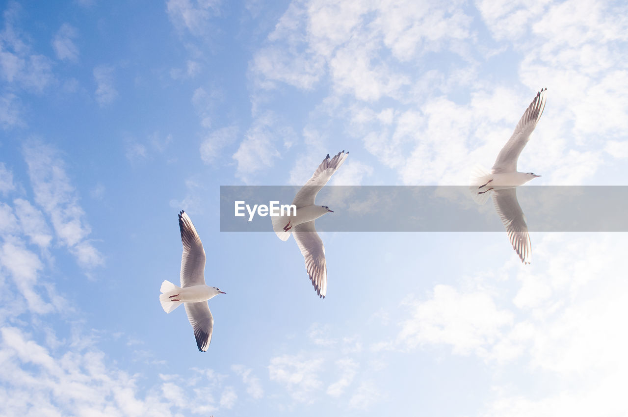 LOW ANGLE VIEW OF SEAGULLS IN FLIGHT