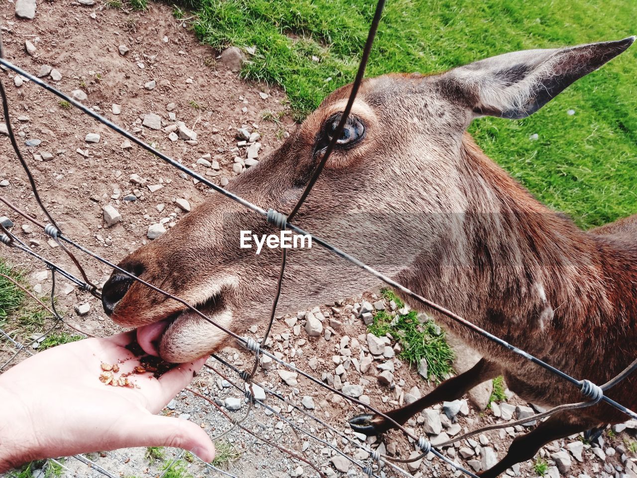 MIDSECTION OF PERSON FEEDING A HORSE