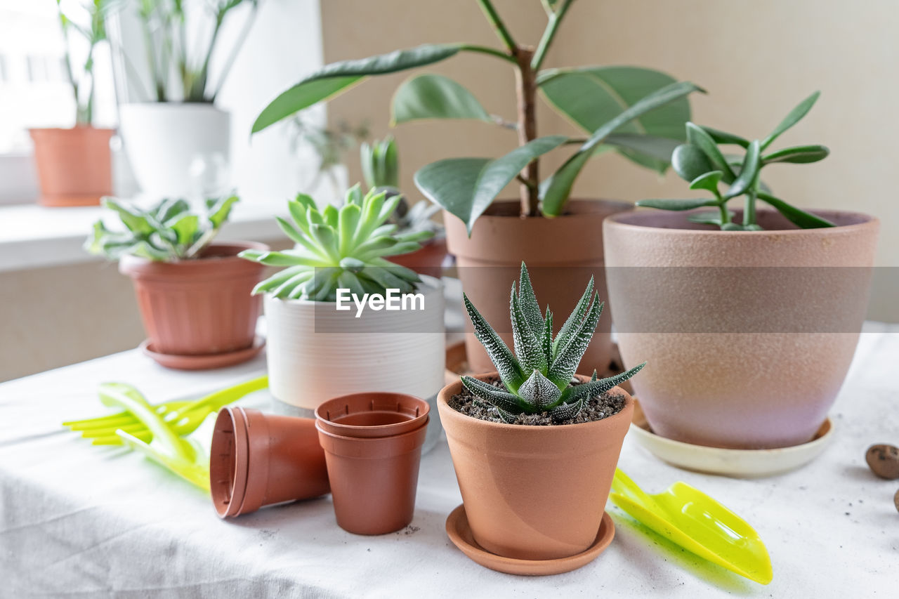 Various plants in different pots on table. plant transplantation. concept of indoor garden home