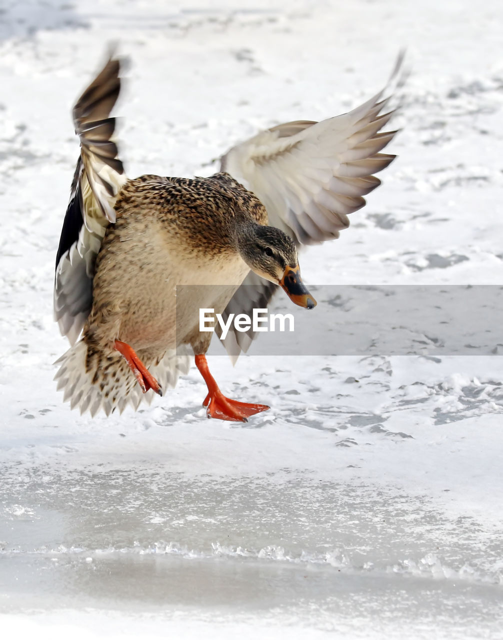 Mallard duck flying over frozen lake during winter