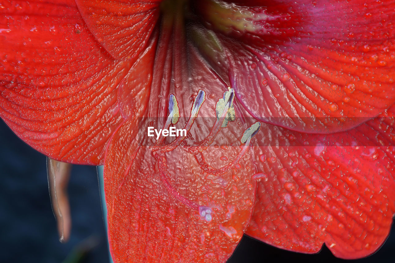 Extreme close up of red flower