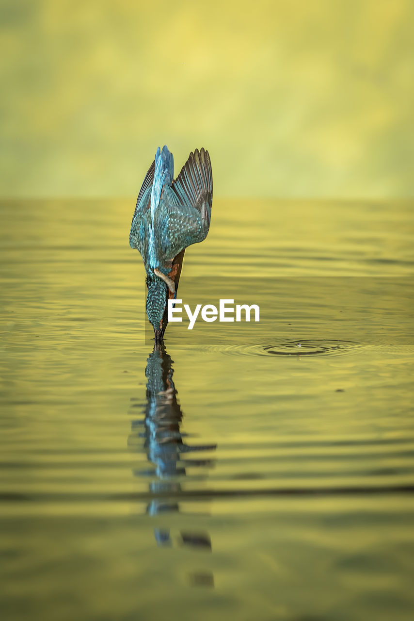 side view of a bird in lake