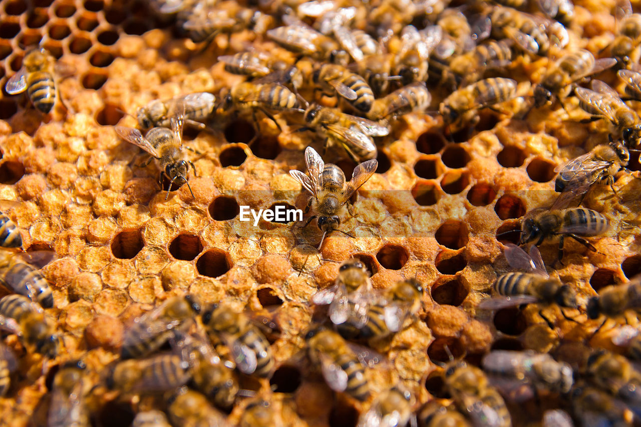 FULL FRAME SHOT OF BEE ON THE GROUND