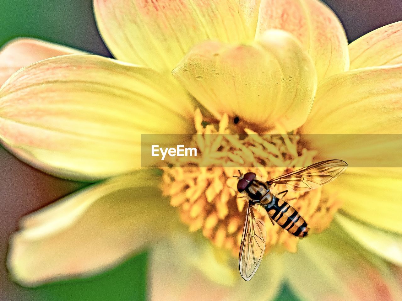 CLOSE-UP OF INSECT POLLINATING FLOWER